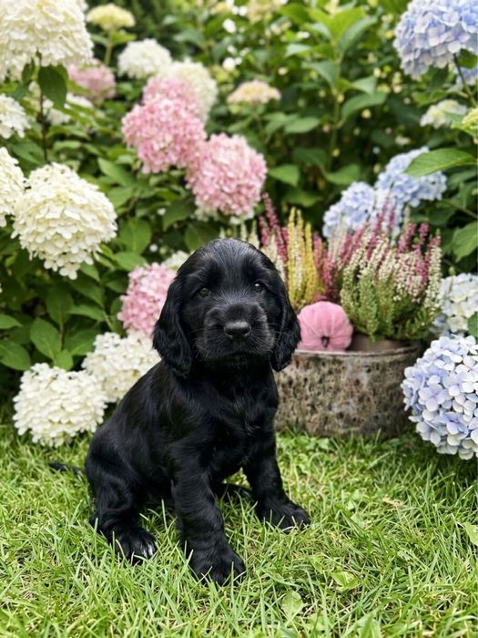 Cocker Spaniel Angielski - piesek/rodowód