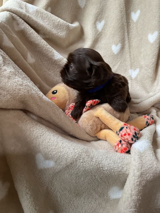 Shih tzu CzekoladowyPiesek
