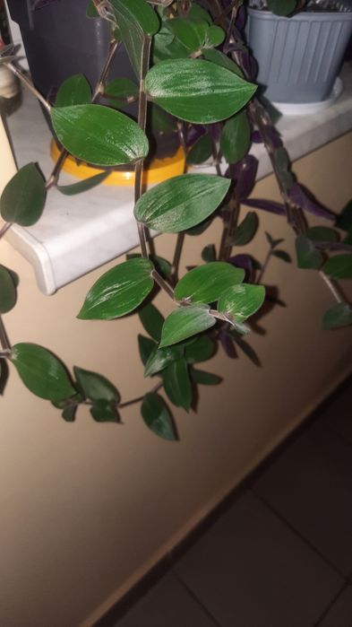 Trzykrotka zapraszam