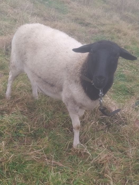 Дорпер ярки, барани