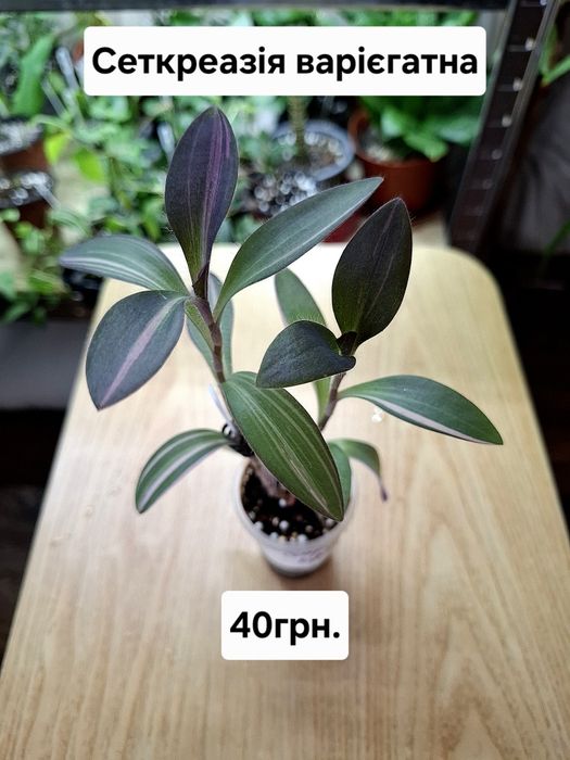 Рослини кімнатні