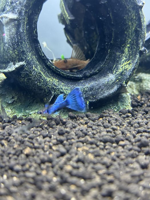 Guppy Dumbo Lazuli