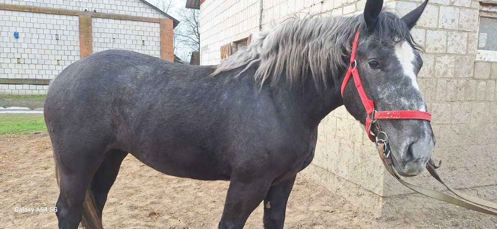 Koń Klacz Perszeron 2 lata