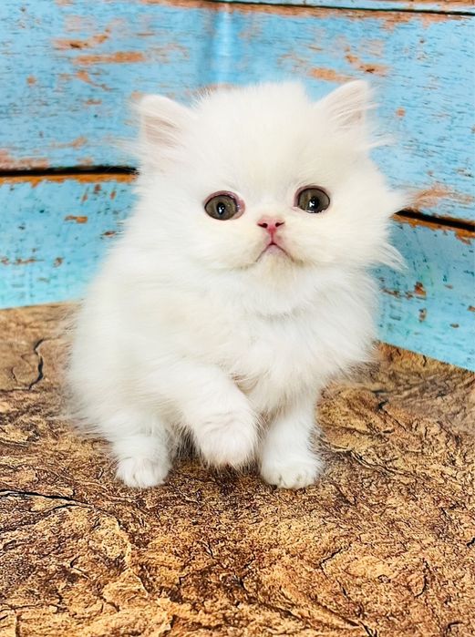 Біла кішка шотландської породи