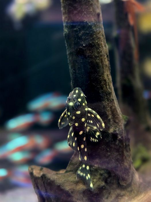 Zbrojnik/ glonojad Hypancistrus Inspector L-201