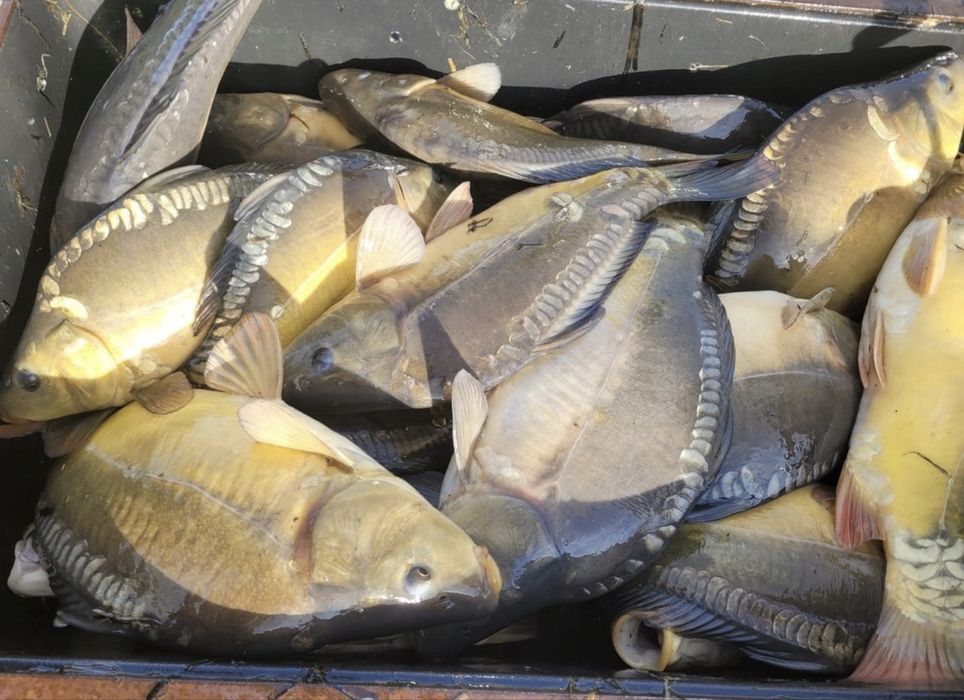 Karp Królewski Handlowy Kraków 1,5kg-2,5kg