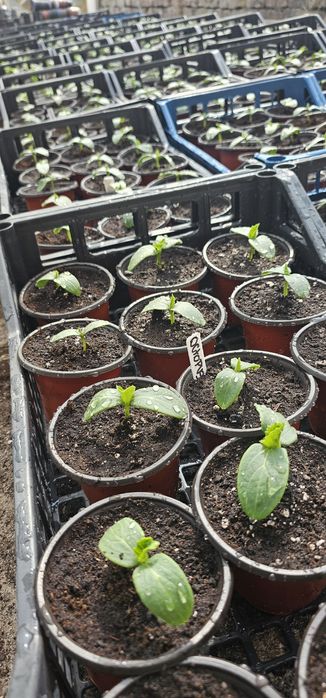 Sadzonki ogórków