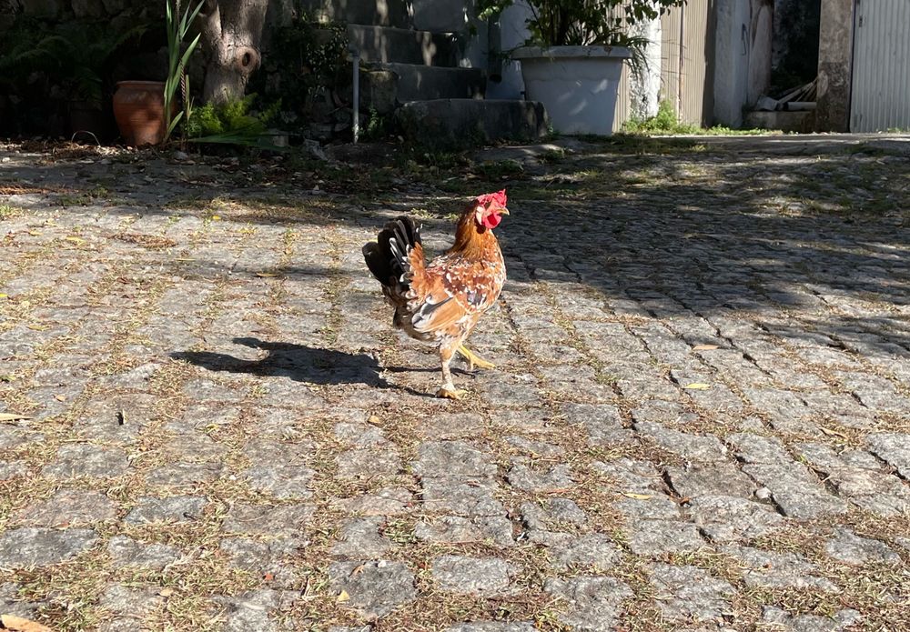 Galo e frango garnizes