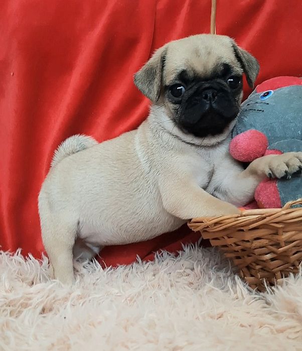 Чудовi хлопчики. i дiвчотка мопсiкi