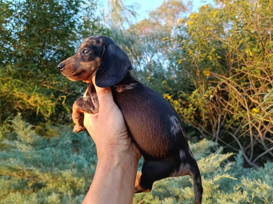Teckel machinho mini Arlequim preto