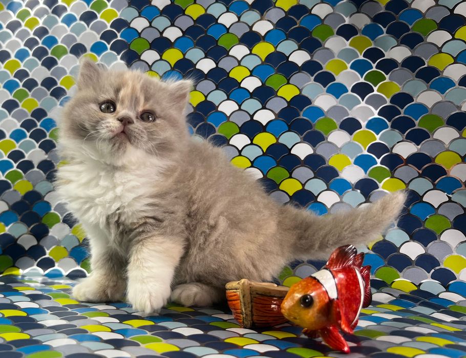 Kocięta brytyjskie kotki kocurki koty kocury długowłose FPL WCF