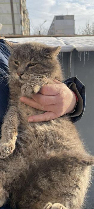 Отдам серого вискасного кота