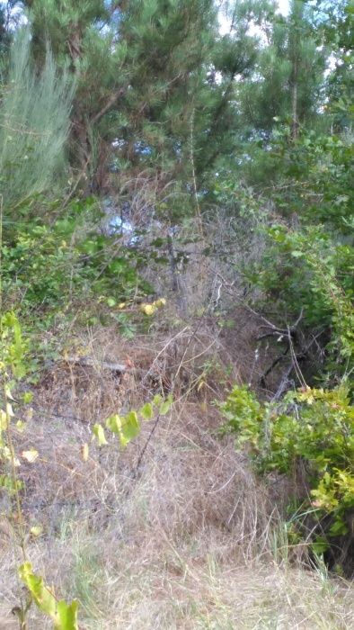 Terreno em Silgueiros (VISEU) com 45mil m2