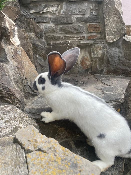 Німецькі строкачі