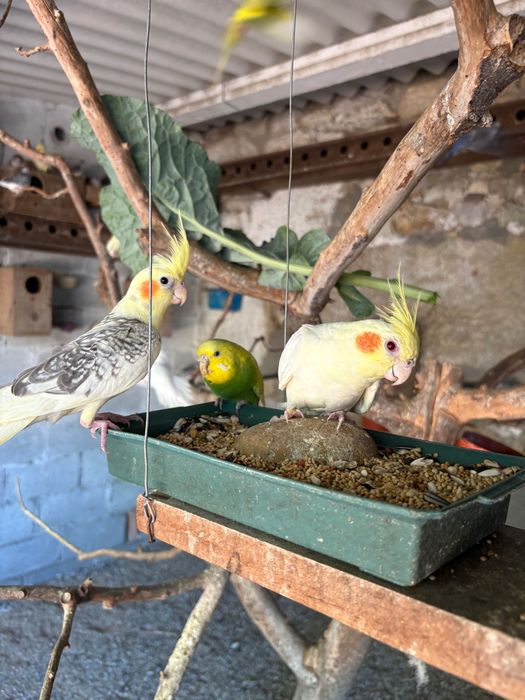 Vendo Caturras, periquitos e rolas diamante