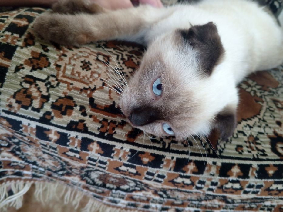 Продам кошечку сиамская веслоухая