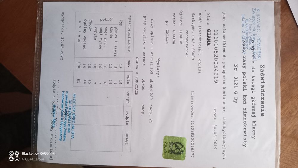 Sprzedam klacz sztumska z ogierkiem