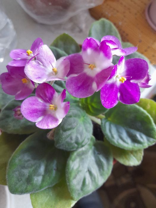 фиалка сенполия комнатный цветок