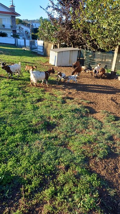 Vendo  10 cabras anas  8 fêmeas e 2 machos