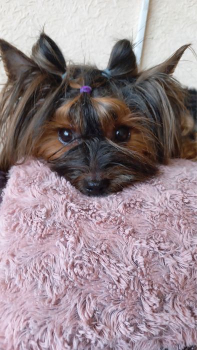 Девочка Йоркширский терьер