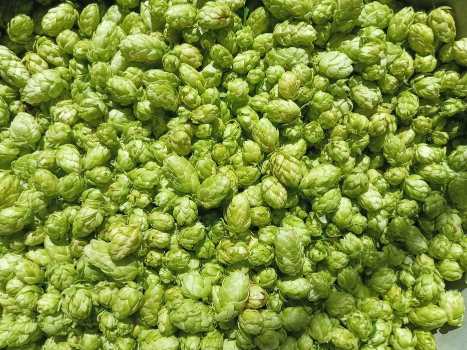 Шишки хмелю, хміль