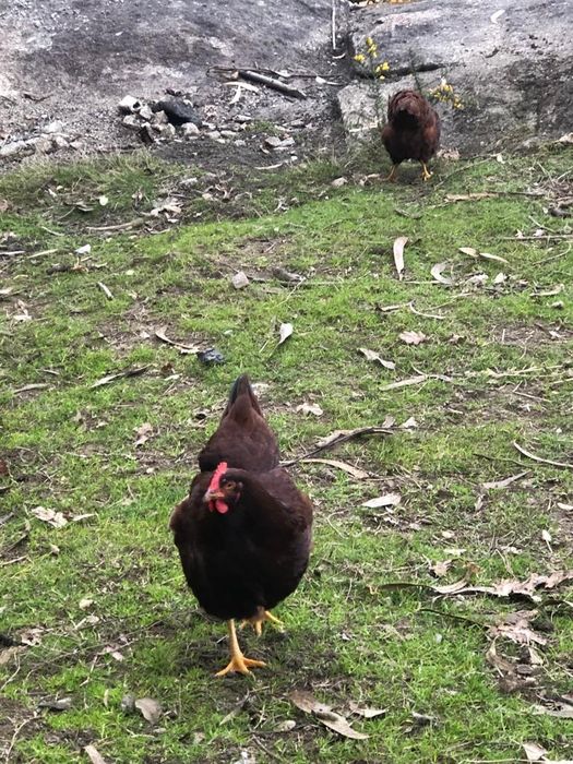 Rhode Island Red e Sussex light