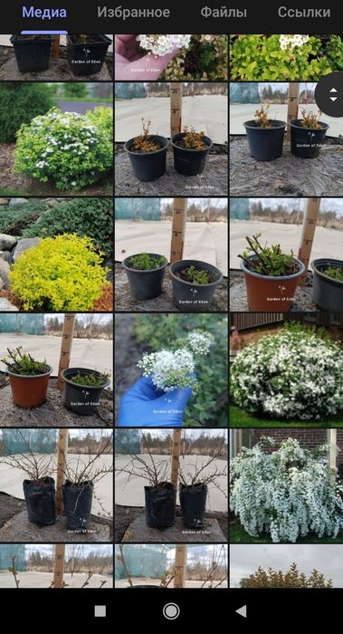 Декоративные растения. Кустарники. Плодовое