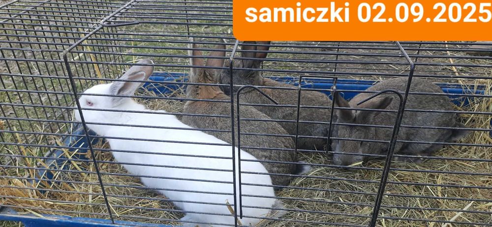 Króliki młode mieszańce