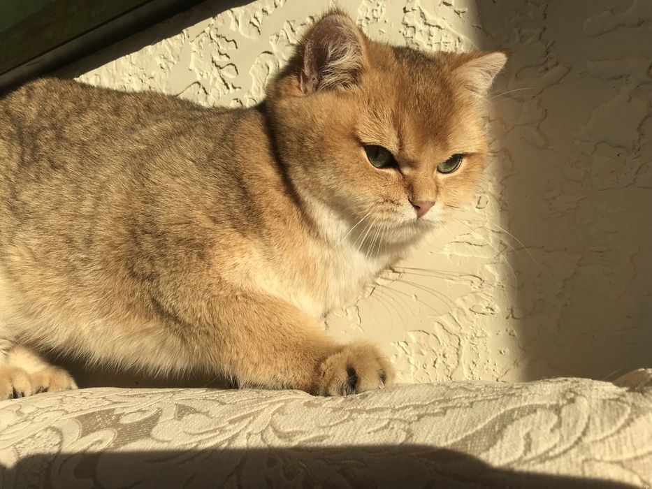 Котик шиншила ny 25.