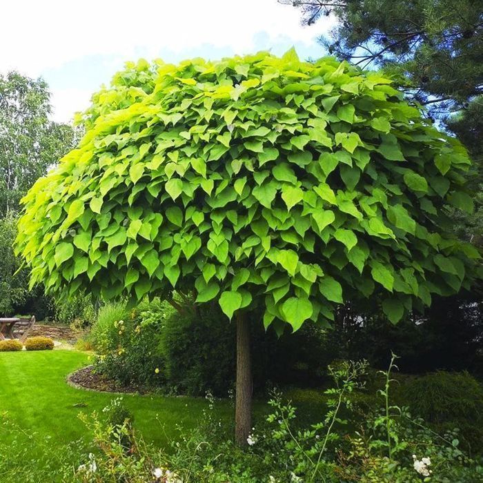 Саджанці катальпи на штамбі Роздріб-ОПТ/Саженцы катальпы на штамбе ОПТ