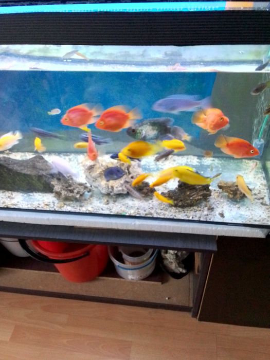 Pyszczaki i pielęgnice papizie