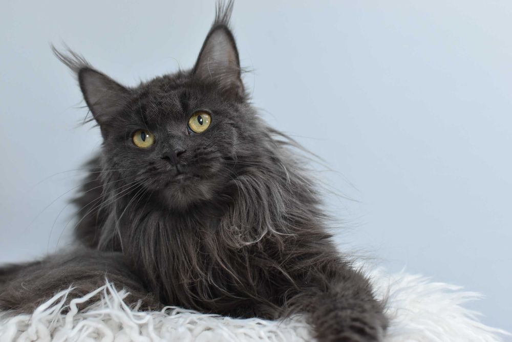 Do Adopcji Kotka Maine Coon /Rodowód FPL