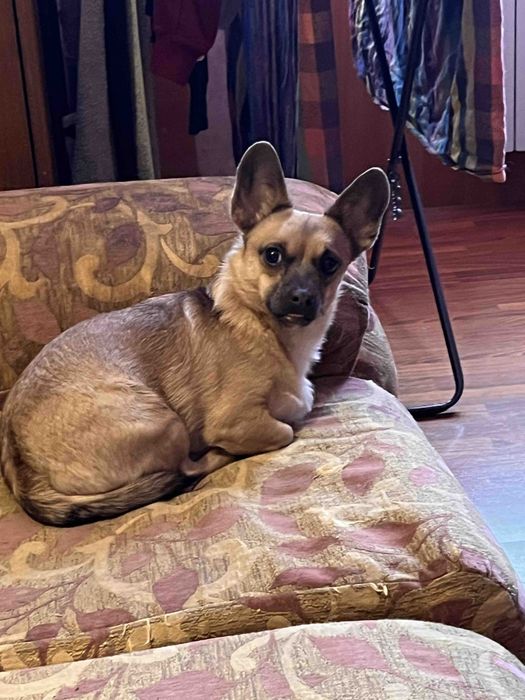 Віддам добрі руки