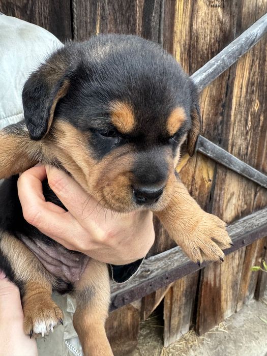 Małe pieski szukają domu