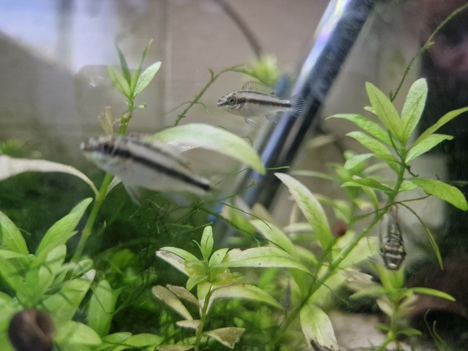Peixe Kribensis juvenil