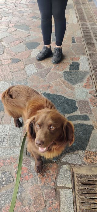 Найден пёс. Бойкен спаниэль