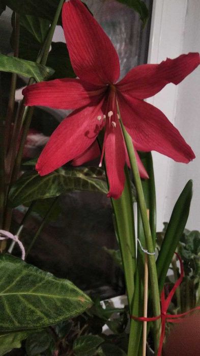 Гиппеаструм красный, алое
