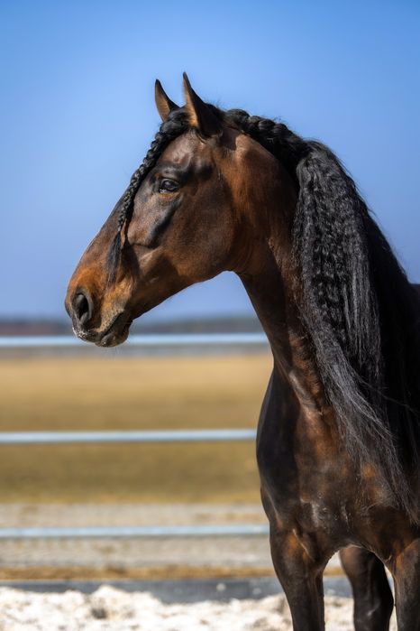 Stanówka wyjątkowym ogierem PRE