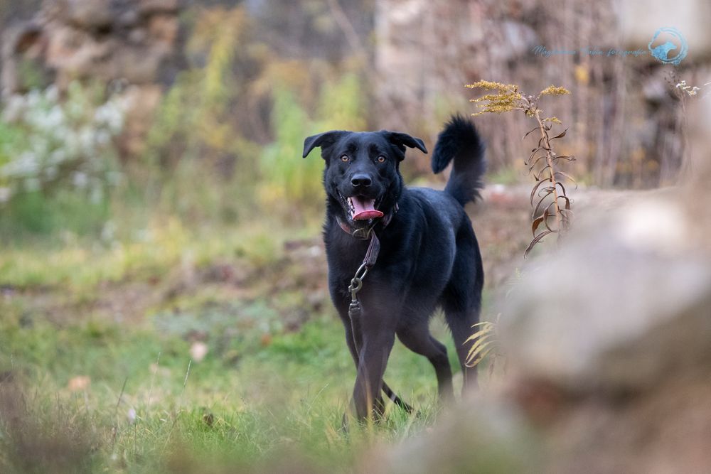 Czarny, radosny labrador. Duży pies w schronisku dla zwierząt. Adopcja