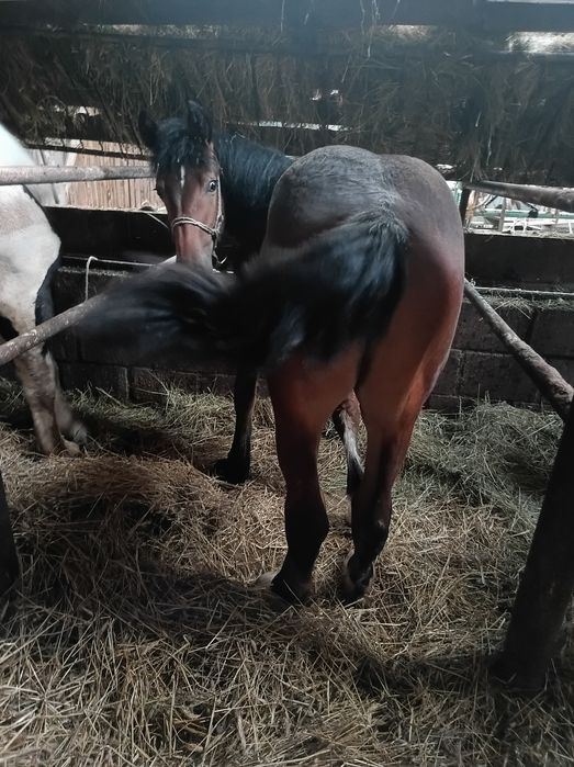 Sprzedam konie pkz