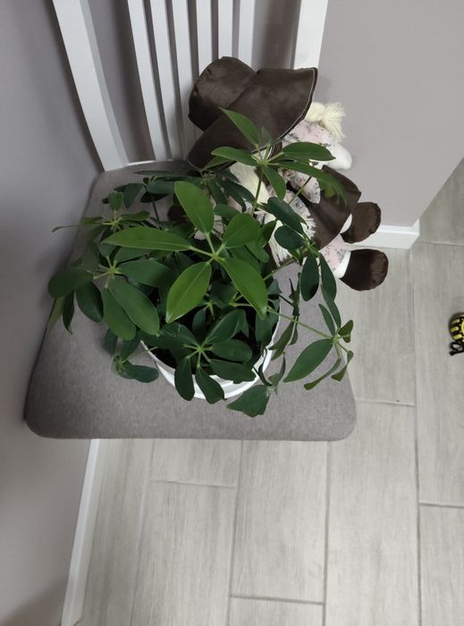 Шефлера, вазон, кімнатні рослини