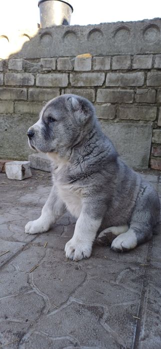 Розплідник Алі Джад пропонує цуценят САВ.Цуценята народилися 19.01.26