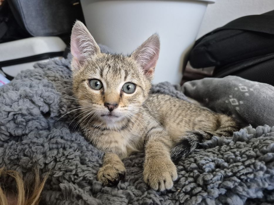 Oddam kotka za darmo