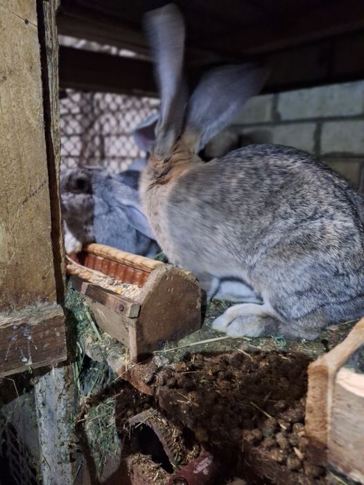 Продам кроликов вырощенных  в домашних условиях.