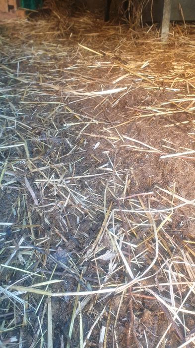 Estrume ovelha GRÁTIS