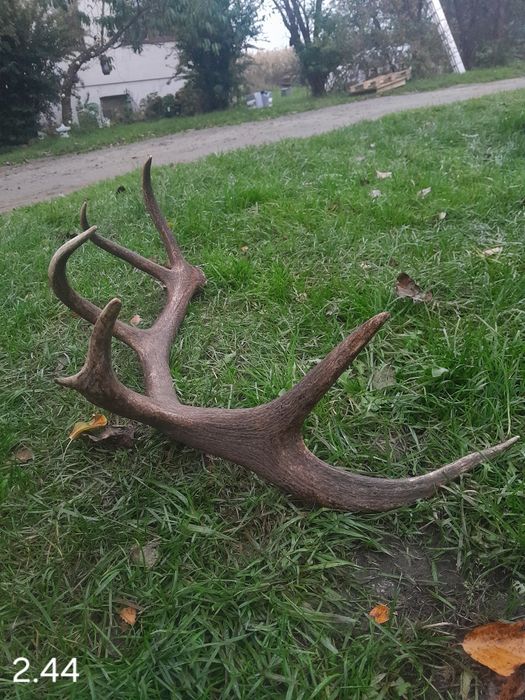 Poroże zrzuty rogi jelenia