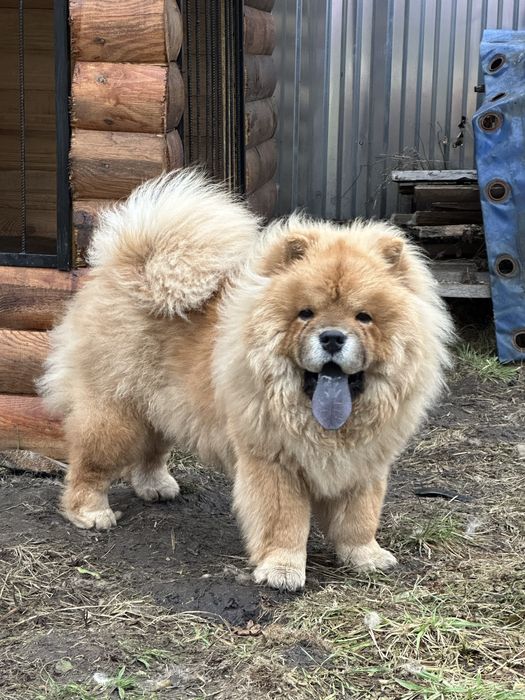 Чау чау вʼязка з документами КСУ