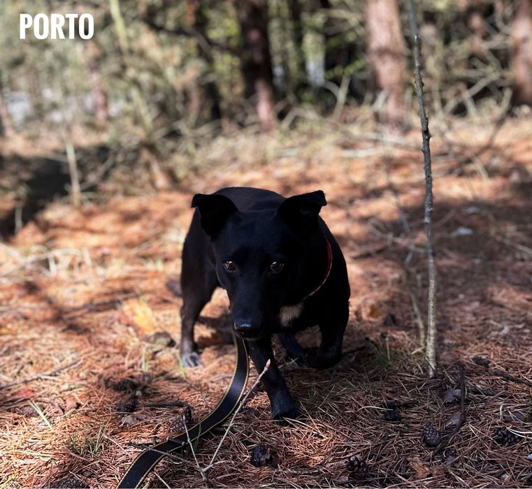 Mały, 9 kg, 4 letni Porto szuka domu. Adopcja