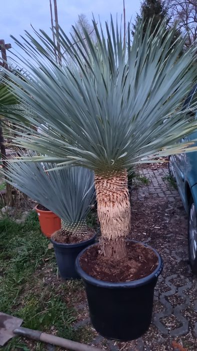 Palma waszyngtonia robusta yucca rostrata brahea armata pien 100cm dasylirion seratofolium pien 70,drzewo oliwne obwod pnia 140 cm  wys . 3m.