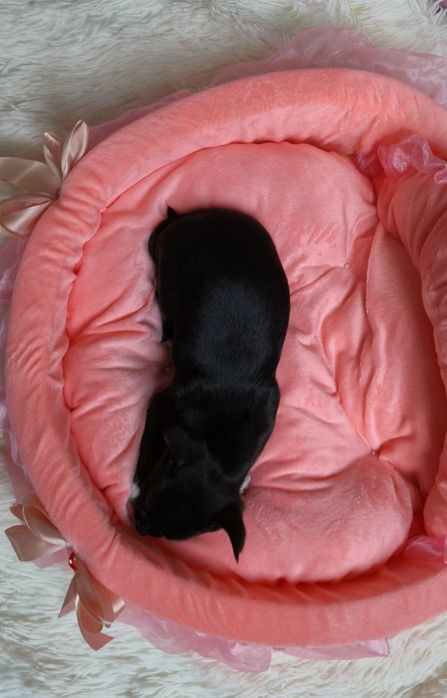 Piękna czarna dziewczynka chihuahua krótkowłosa